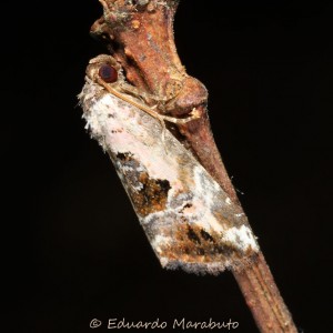 Elaphria venustula