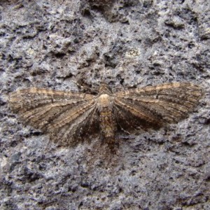 Eupithecia latipennata