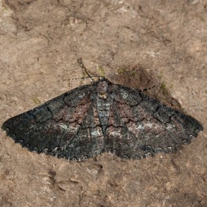 Nychiodes andalusiaria