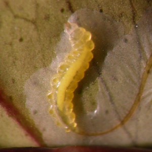 Phyllocnistis citrella