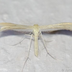 Tabulaephorus punctinervis