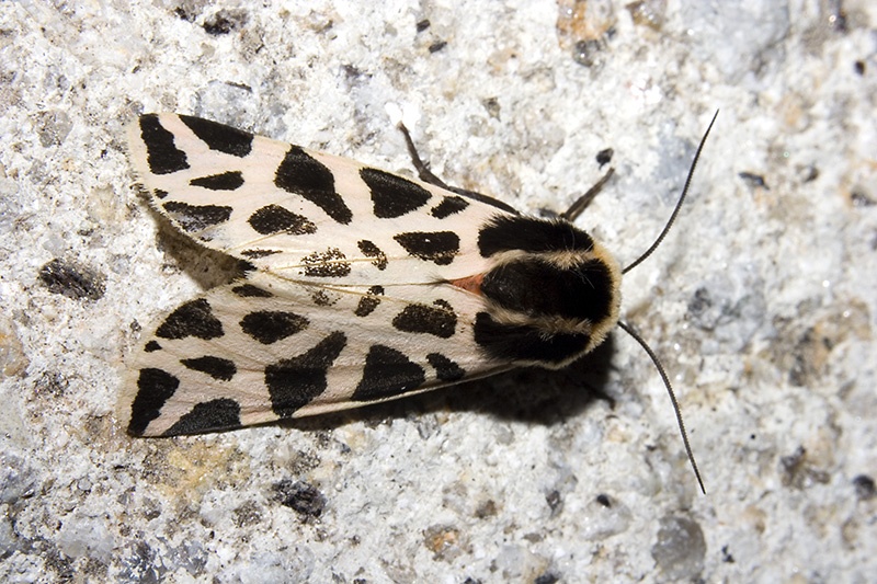 Cymbalophora Pudica Naturdata Biodiversidade Em Portugal