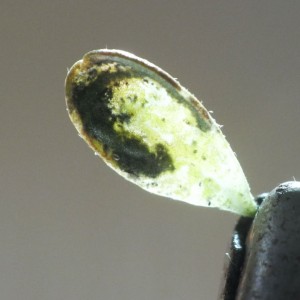 Leucoptera adenocarpella