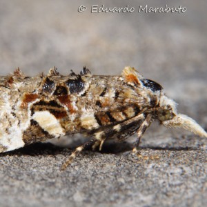 Phtheochroa ecballiella