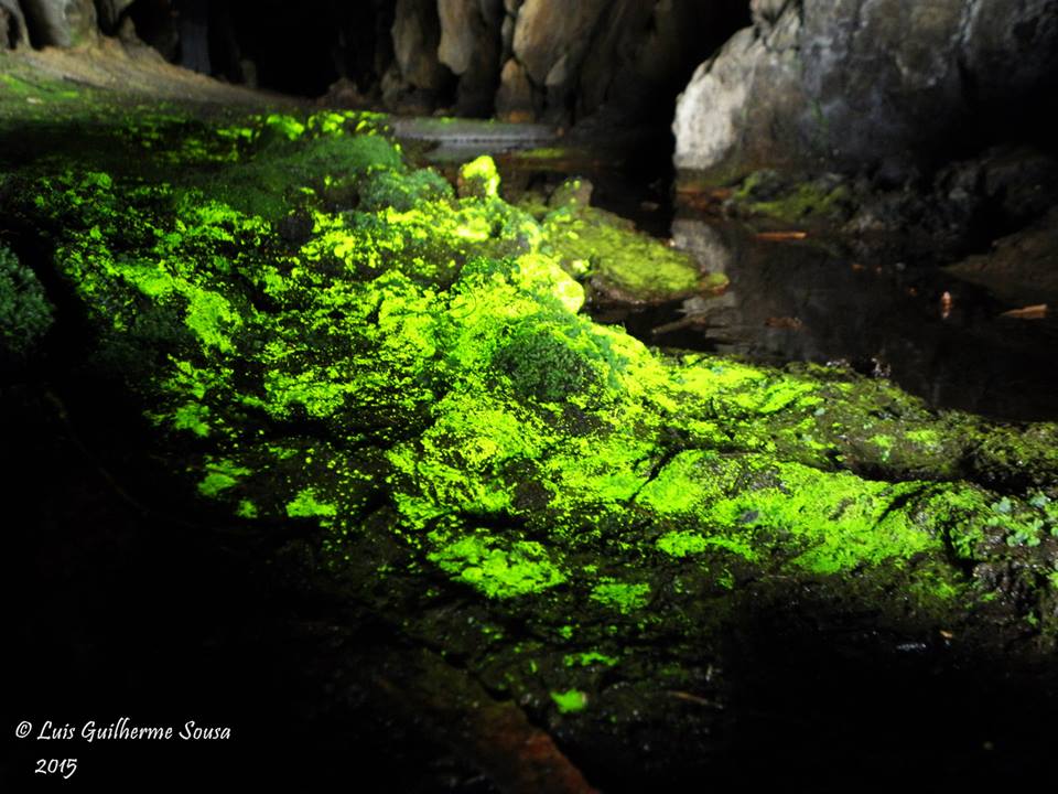 Plantwatch: goblin's gold luminous moss continues to captivate, Science