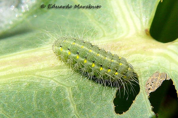 Larva L5 © Eduardo Marabuto