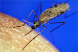 Mosquito sobrevive no espaço exterior