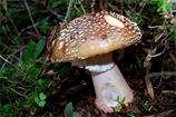 O misterioso mundo dos cogumelos