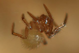 Aranha endémica de Portugal classificada pela IUCN como Criticamente em Perigo de Extinção