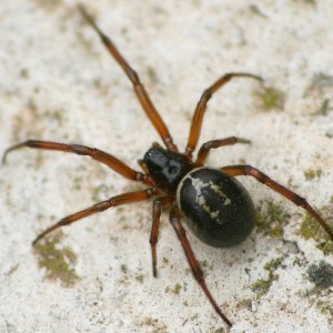 Lista de espécies mais procuradas • Naturdata ...